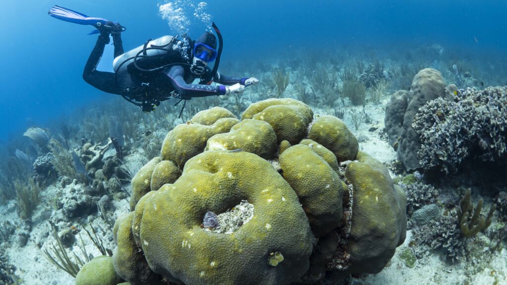 SDI Marine Ecosystems Awareness Diver (2)